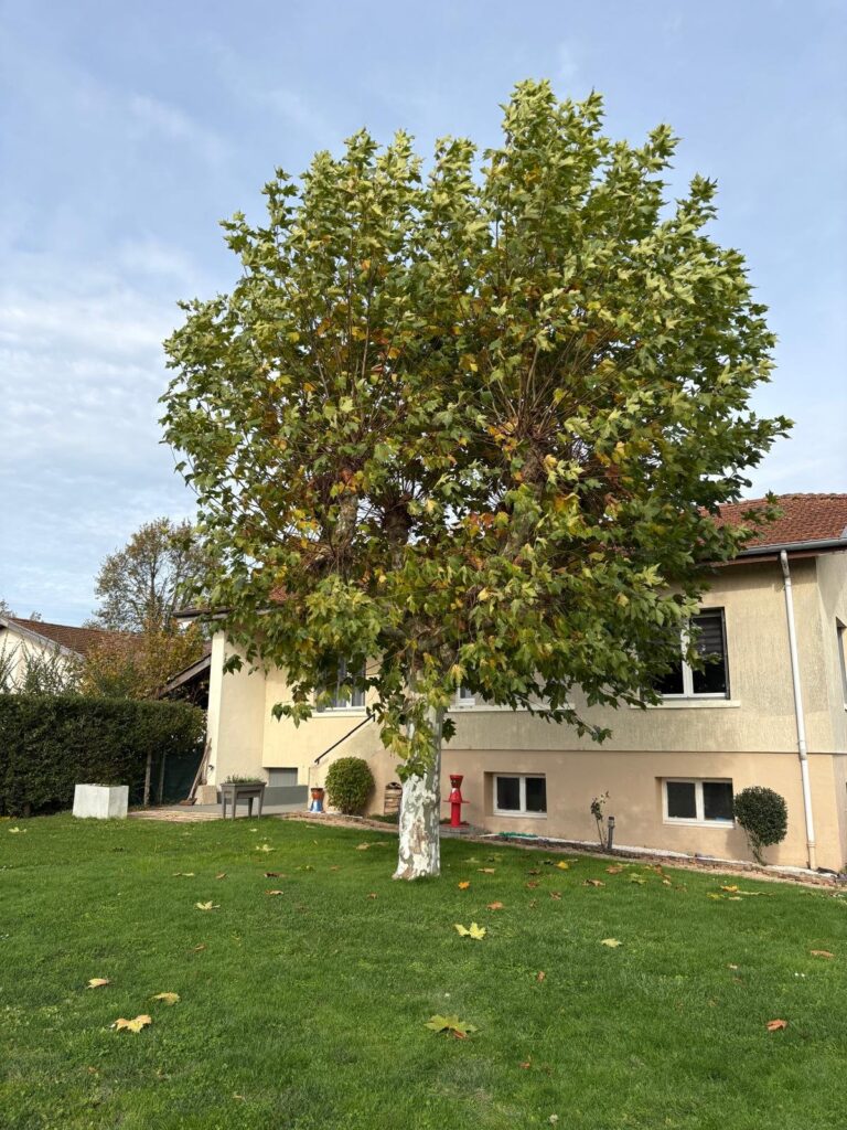 Avant : taille d'arbre à Montagnat
