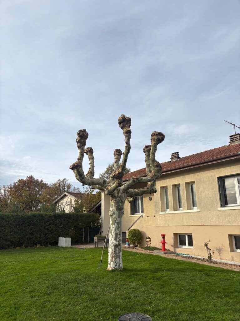 Après : taille d'arbre à Montagnat